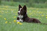 BORDER COLLIE 962